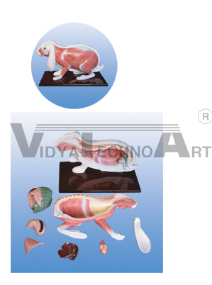 The dissection model of rabbit